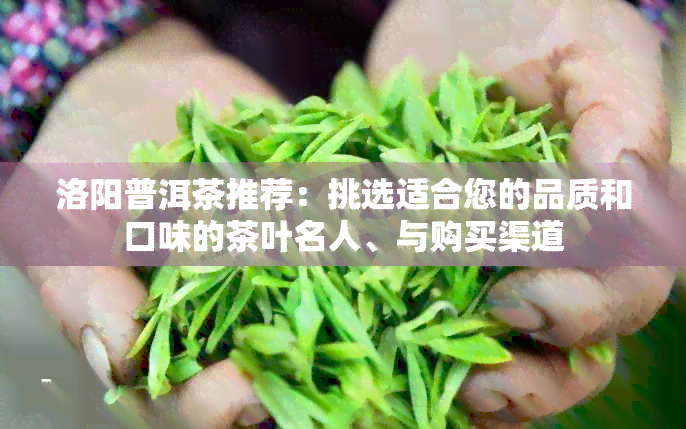 洛阳普洱茶推荐：挑选适合您的品质和口味的茶叶名人、与购买渠道