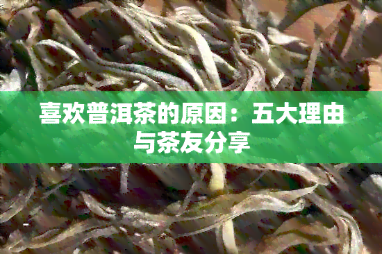 喜欢普洱茶的原因：五大理由与茶友分享