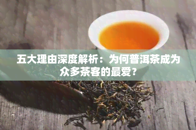 五大理由深度解析：为何普洱茶成为众多茶客的更爱？