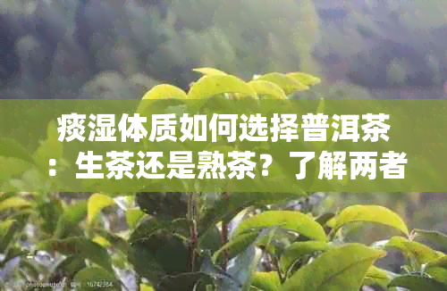 痰湿体质如何选择普洱茶：生茶还是熟茶？了解两者特点及适用人群