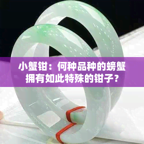 小蟹钳：何种品种的螃蟹拥有如此特殊的钳子？