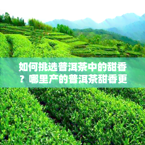 如何挑选普洱茶中的甜香？哪里产的普洱茶甜香更佳？