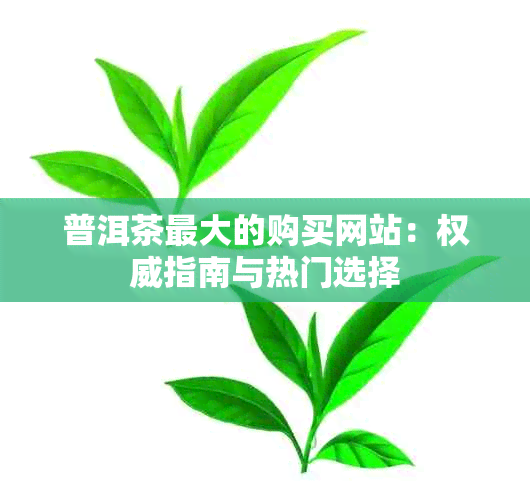 普洱茶更大的购买网站：权威指南与热门选择