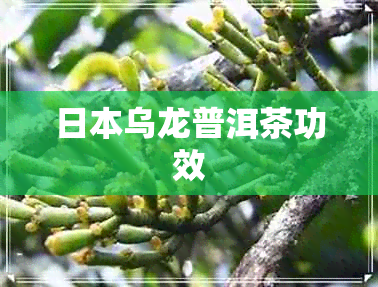 乌龙普洱茶功效