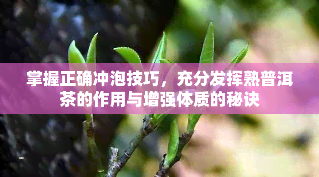 掌握正确冲泡技巧，充分发挥熟普洱茶的作用与增强体质的秘诀