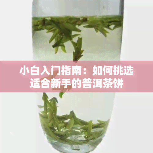 小白入门指南：如何挑选适合新手的普洱茶饼