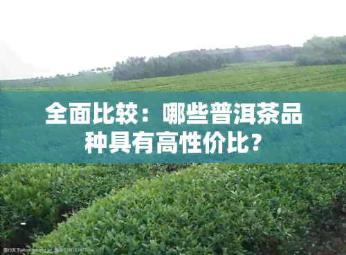 全面比较：哪些普洱茶品种具有高性价比？