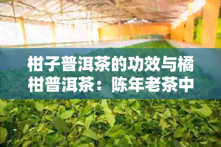 柑子普洱茶的功效与橘柑普洱茶：陈年老茶中的天然效