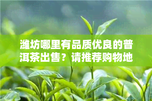 潍坊哪里有品质优良的普洱茶出售？请推荐购物地点及价格参考