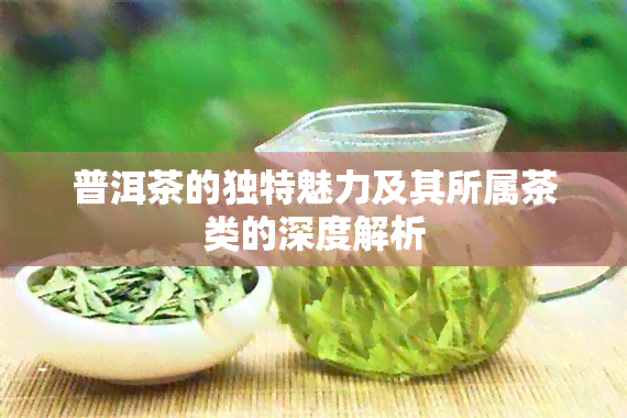 普洱茶的独特魅力及其所属茶类的深度解析