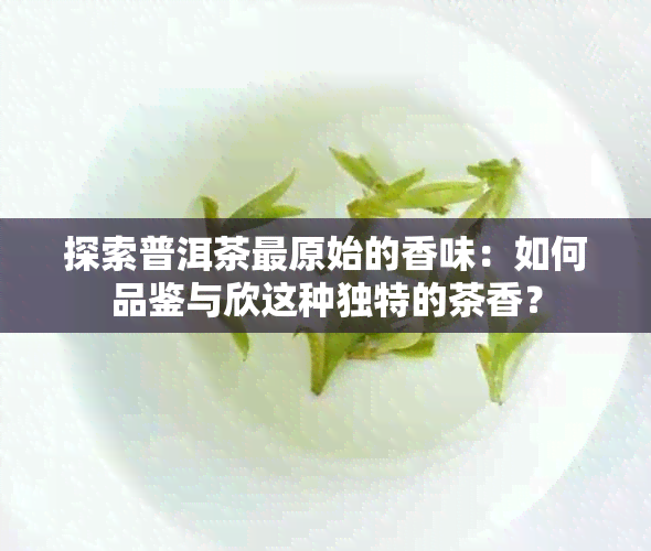 探索普洱茶最原始的香味：如何品鉴与欣这种独特的茶香？