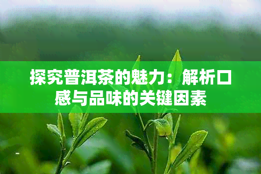 探究普洱茶的魅力：解析口感与品味的关键因素