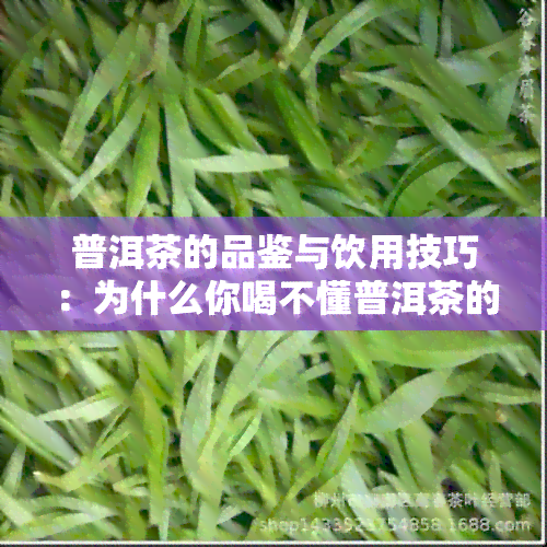 普洱茶的品鉴与饮用技巧：为什么你喝不懂普洱茶的原因及解决方法