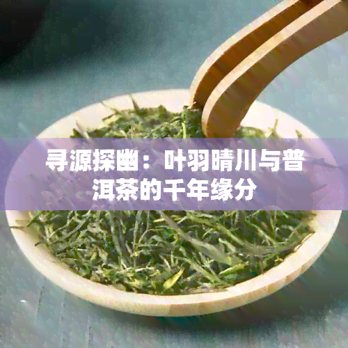 寻源探幽：叶羽晴川与普洱茶的千年缘分