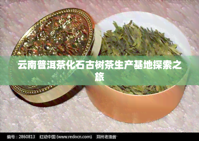 云南普洱茶化石古树茶生产基地探索之旅