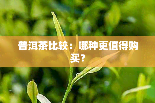 普洱茶比较：哪种更值得购买？