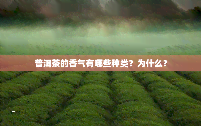 普洱茶的香气有哪些种类？为什么？