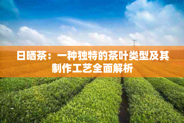 日晒茶：一种独特的茶叶类型及其制作工艺全面解析