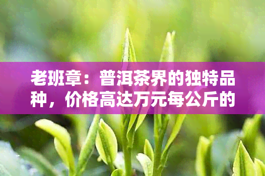 老班章：普洱茶界的独特品种，价格高达万元每公斤的历背景