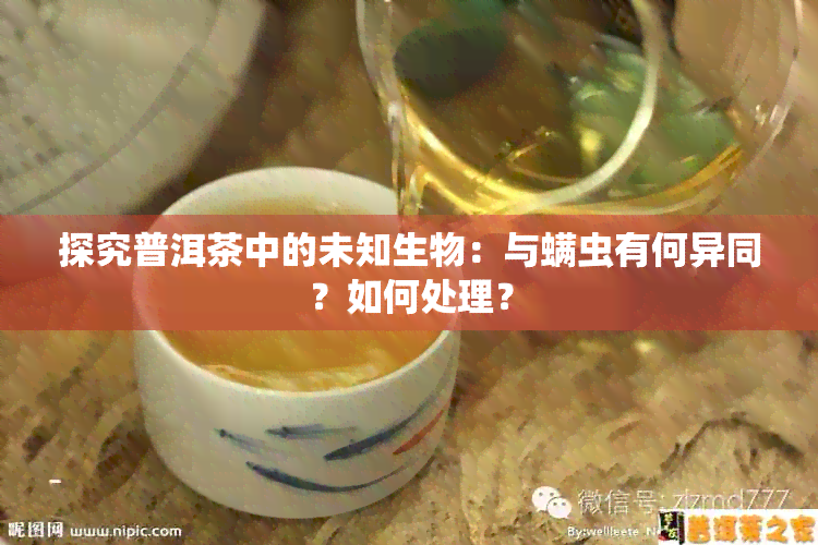 探究普洱茶中的未知生物：与螨虫有何异同？如何处理？