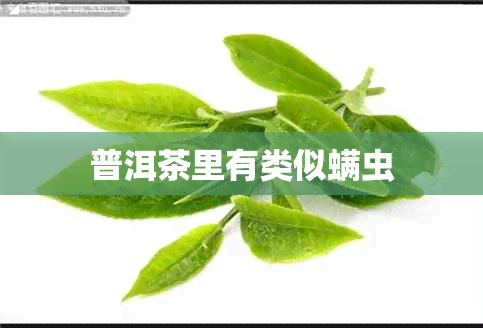 普洱茶里有类似螨虫