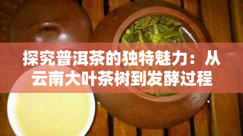 探究普洱茶的独特魅力：从云南大叶茶树到发酵过程的知识点