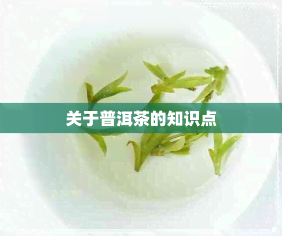 关于普洱茶的知识点