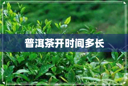 普洱茶开时间多长