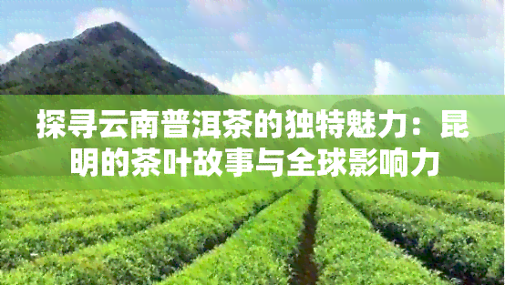 探寻云南普洱茶的独特魅力：昆明的茶叶故事与全球影响力