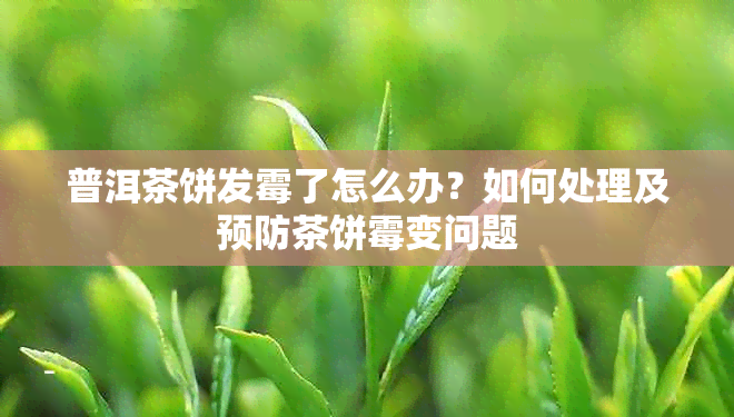 普洱茶饼发霉了怎么办？如何处理及预防茶饼霉变问题