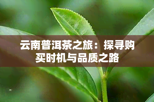 云南普洱茶之旅：探寻购买时机与品质之路