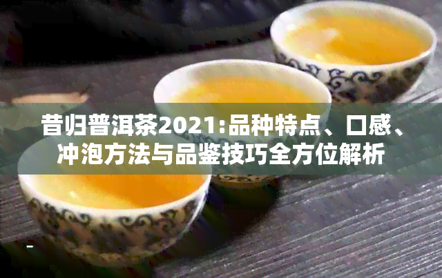 昔归普洱茶2021:品种特点、口感、冲泡方法与品鉴技巧全方位解析