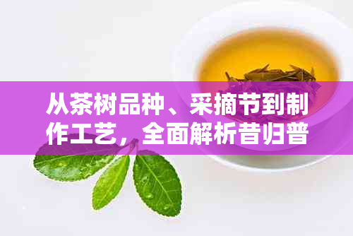 从茶树品种、采摘节到制作工艺，全面解析昔归普洱茶的口感特点与品鉴方法