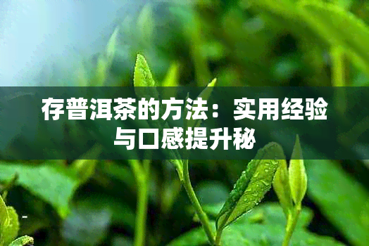 存普洱茶的方法：实用经验与口感提升秘