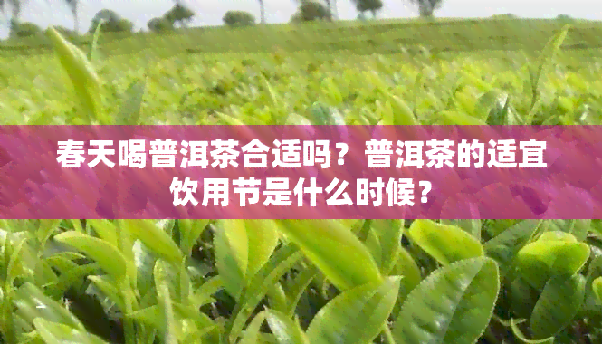 春天喝普洱茶合适吗？普洱茶的适宜饮用节是什么时候？