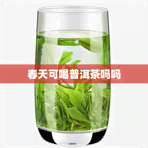 春天可喝普洱茶吗吗