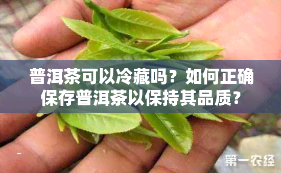 普洱茶可以冷藏吗？如何正确保存普洱茶以保持其品质？