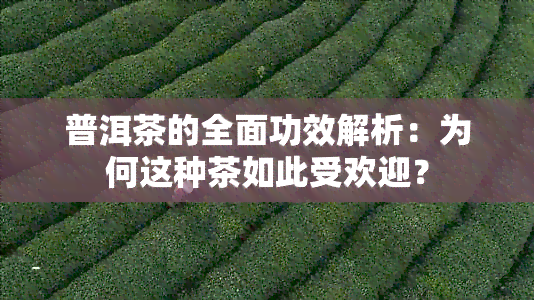 普洱茶的全面功效解析：为何这种茶如此受欢迎？