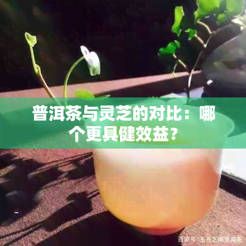 普洱茶与灵芝的对比：哪个更具健效益？