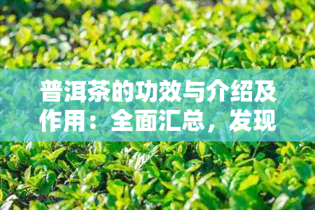 普洱茶的功效与介绍及作用：全面汇总，发现其越好处