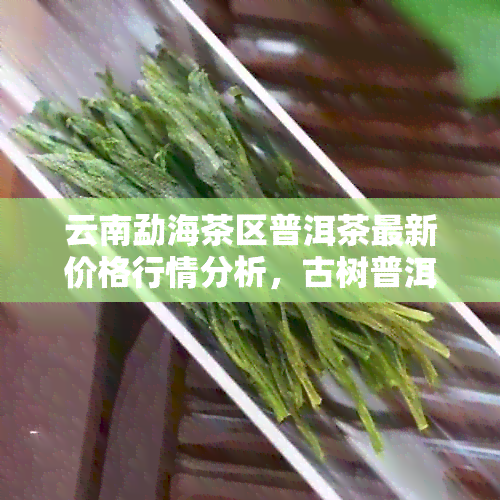 云南勐海茶区普洱茶最新价格行情分析，古树普洱批发指南