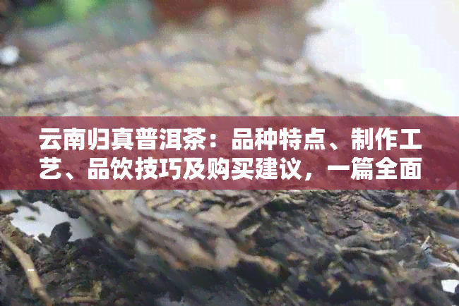 云南归真普洱茶：品种特点、制作工艺、品饮技巧及购买建议，一篇全面指南