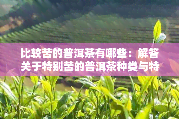 比较苦的普洱茶有哪些：解答关于特别苦的普洱茶种类与特点