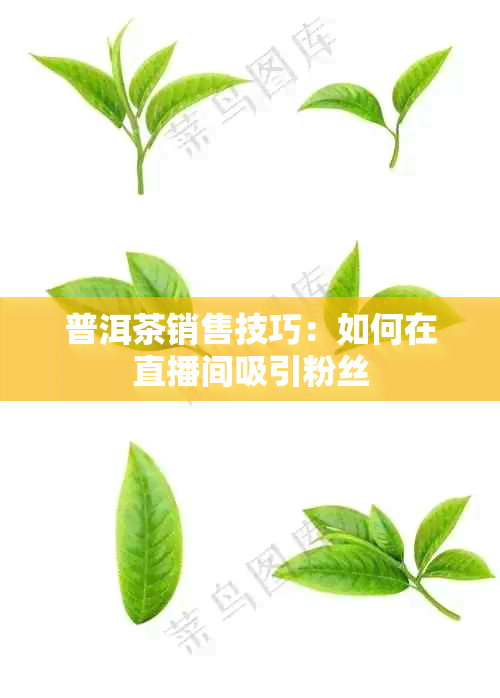 普洱茶销售技巧：如何在直播间吸引粉丝