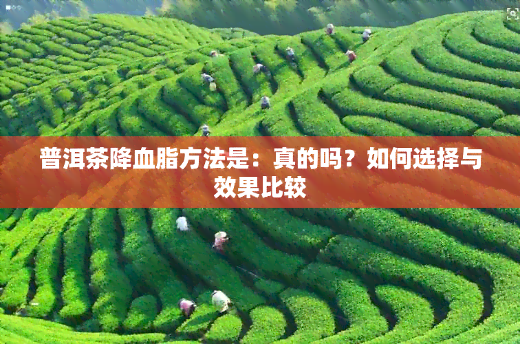 普洱茶降血脂方法是：真的吗？如何选择与效果比较