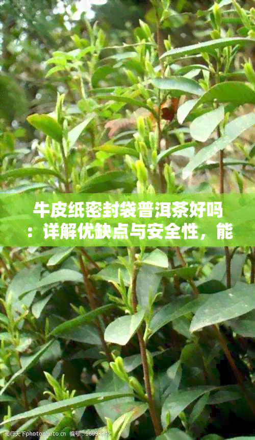 牛皮纸密封袋普洱茶好吗：详解优缺点与安全性，能放多久？