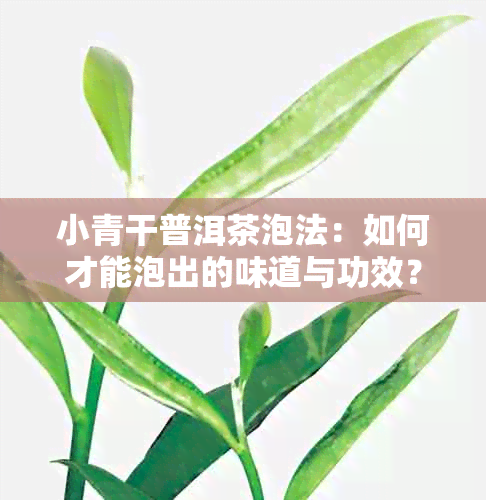 小青干普洱茶泡法：如何才能泡出的味道与功效？