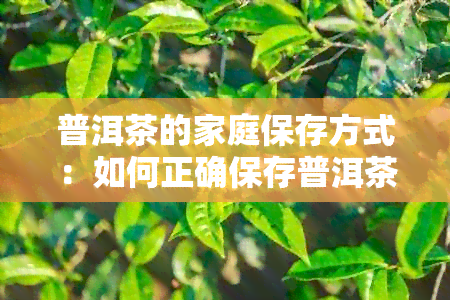 普洱茶的家庭保存方式：如何正确保存普洱茶以保持其品质？