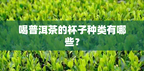 喝普洱茶的杯子种类有哪些？