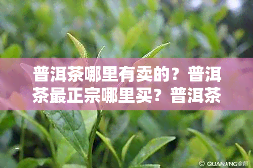 普洱茶哪里有卖的？普洱茶最正宗哪里买？普洱茶哪里卖的好？